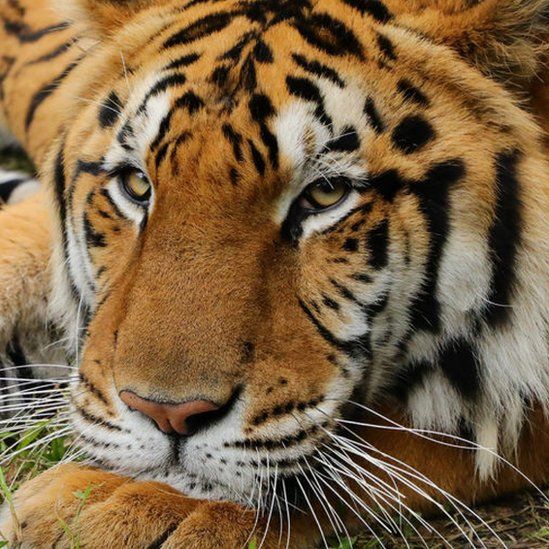 Tiger mauls volunteer at Carole Baskin's Big Cat Rescue - BBC News
