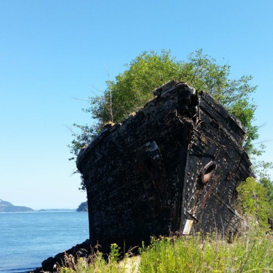 Plants growing over an old boat