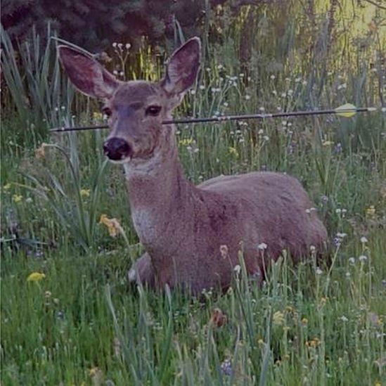 deer shot with arrow