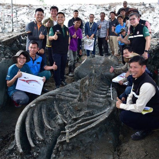 Whale skeleton with researchers