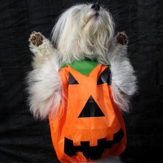 Puppy pumpkin shaped Halloween costume