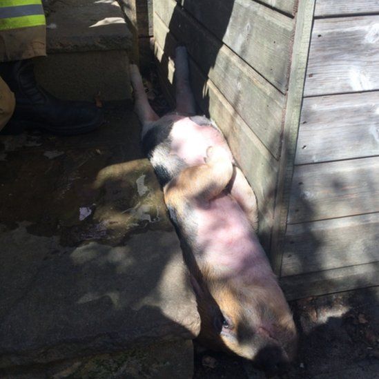 Trapped pig rescued by Essex Fire Service in Hockley on 31 July 2016