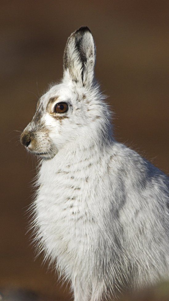 A mountain hare with white fur