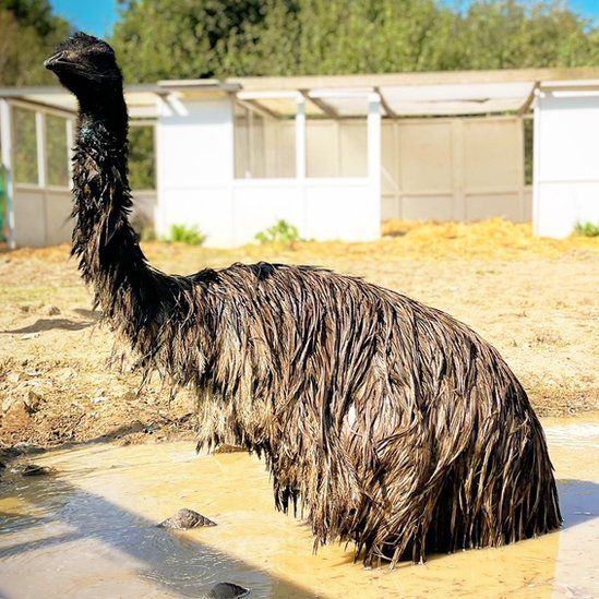Dugee the emu