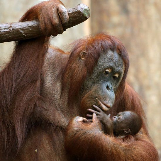 Orangutans at Krefeld Zoo, Dec 2016