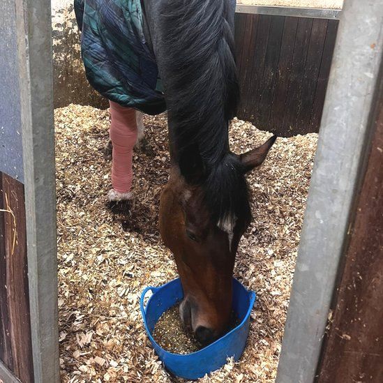 PH Urbane eating from a blue bucket while his right leg is bandaged.