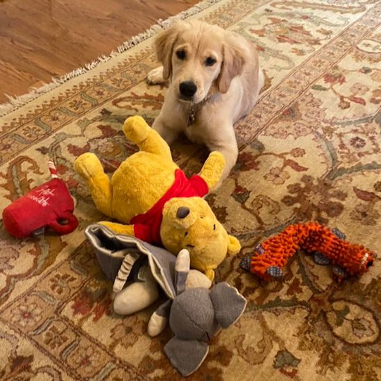 Mike Pompeo's dog Mercer, with a Winnie-the-Pooh toy