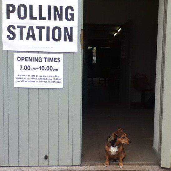 Dog in a doorway to a polling station
