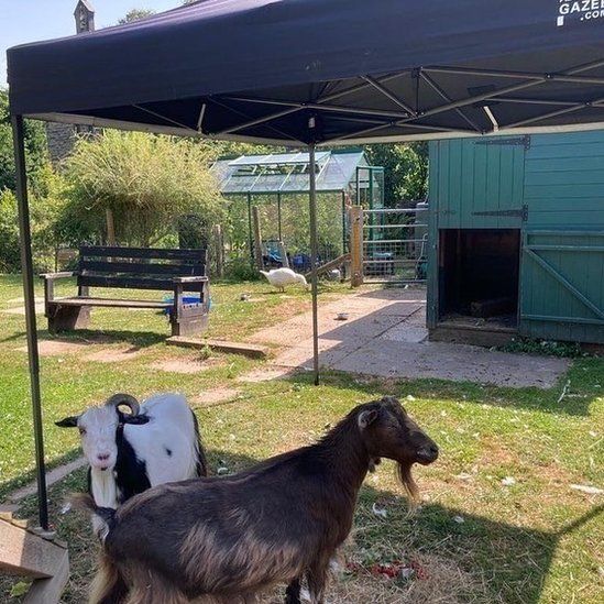 Goats under a gazebo