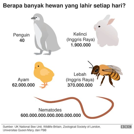 Berapa Jumlah Hewan Yang Lahir Setiap Hari Di Dunia Bbc News