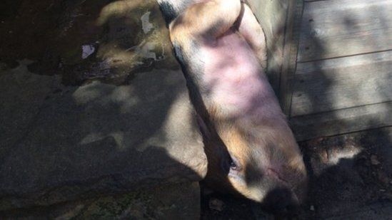 Trapped pig rescued by Essex Fire Service in Hockley on 31 July 2016