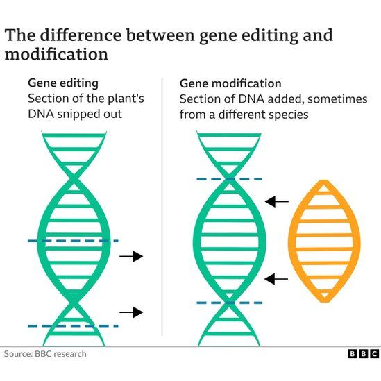 graphic describing difference between gene editing and genetic modification