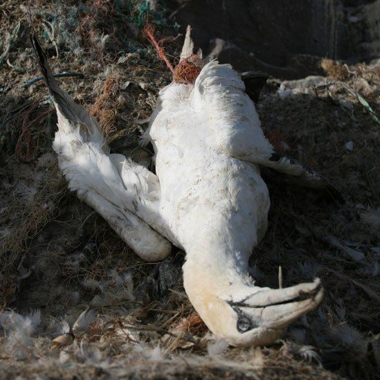 Gannet entangled in plastic