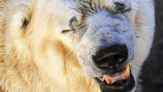 Polar bear in Argentina Zoo, said to be depressed