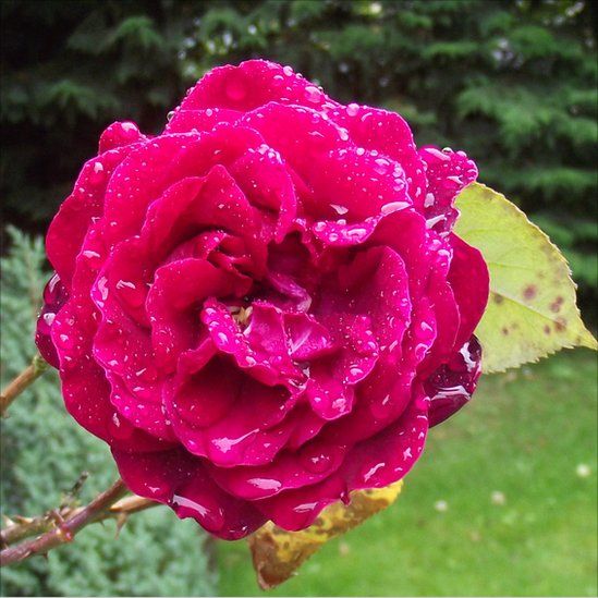 Pink Rose with rain drops on it