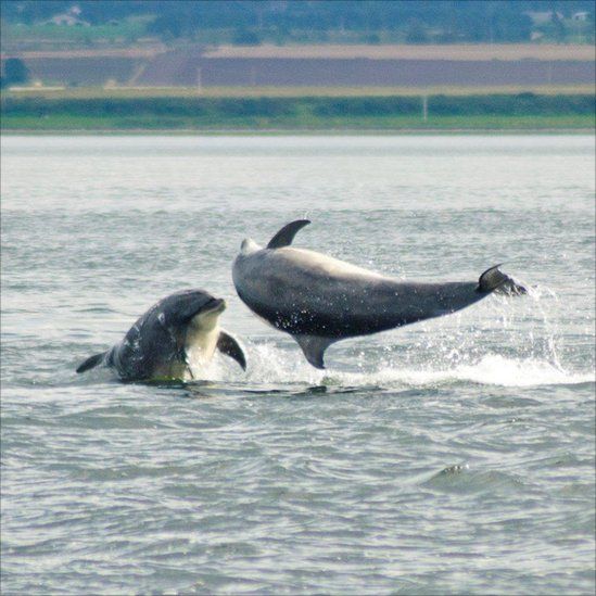 Dolphins playing at Chanonry Point, Fortrose, on the Black Isle.
