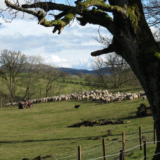 Farmer gathers sheep in a field