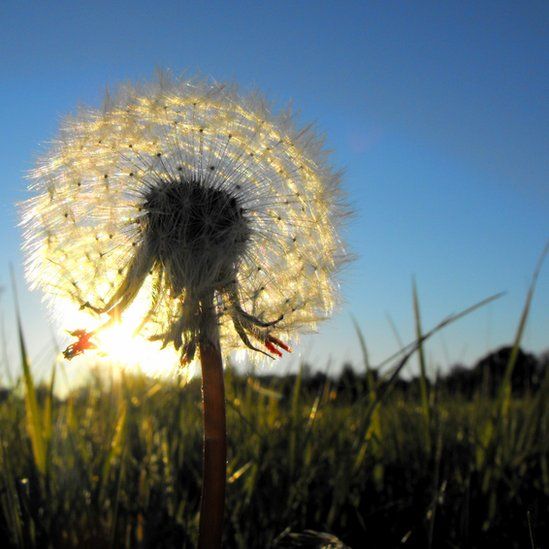Dandelion