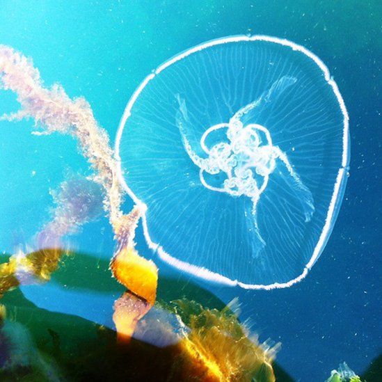 Jelly fish in water