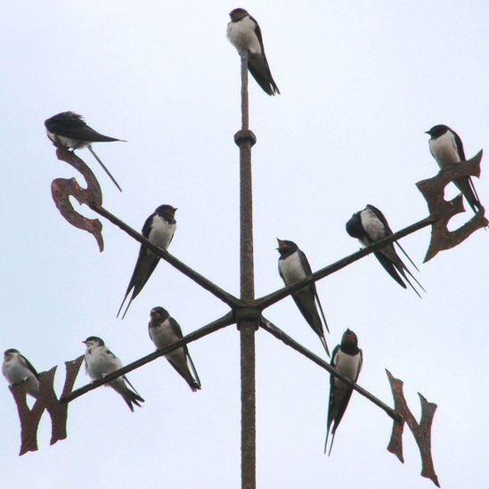 Swallows on a weather vane