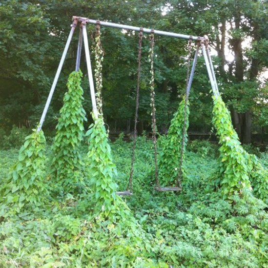Swings covered in ivy