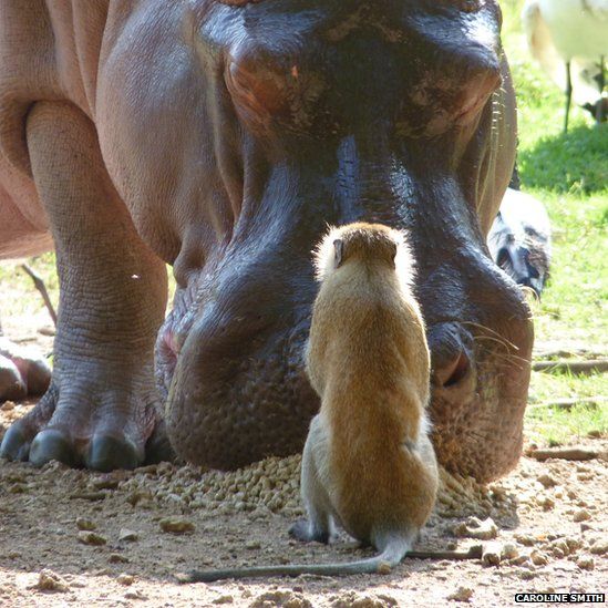 Monkey and a hippopotamus