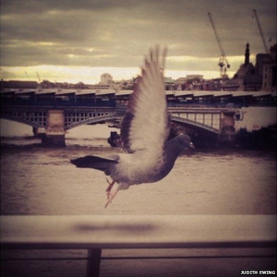 Pigeon in London