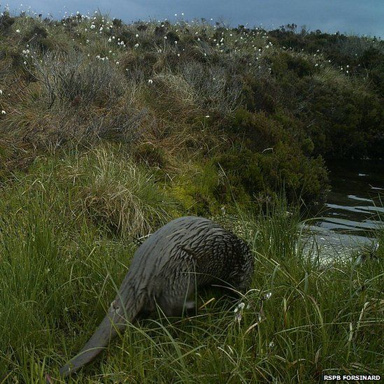 Bog life: Animals photographed on RSPB reserve - BBC News