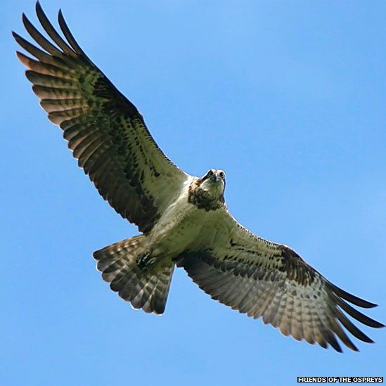 In pictures: Osprey nests in Gwynedd - BBC News