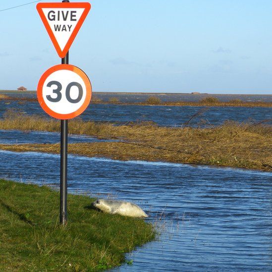 Water surrounds grass verges. A road sign indicates the 30mph speed limit and says 'give way'. A seal pup is at the bottom of the road sign.