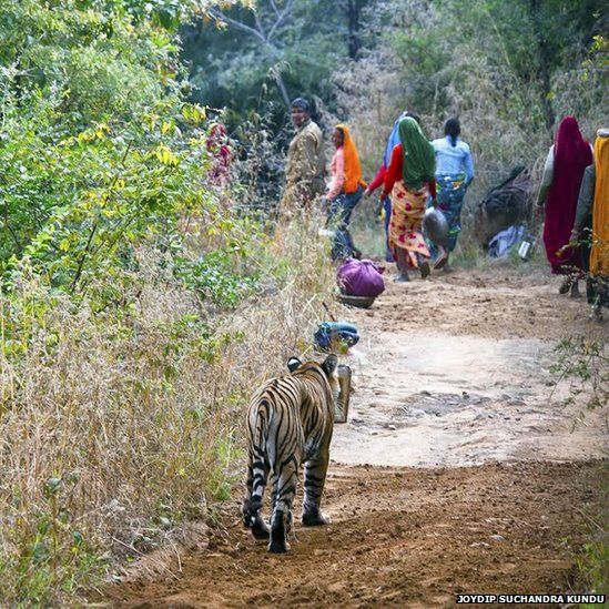 Forest guards and labourers quietly give way to a big cat inside Rajasthan's Ranthambhore national park.