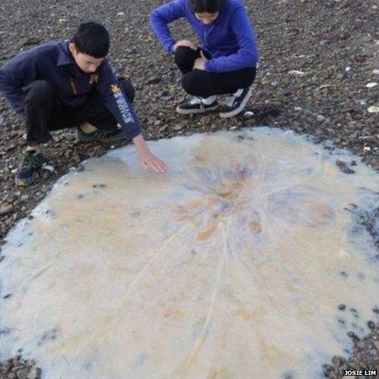 The jellyfish washed up in Tasmania in January 2014