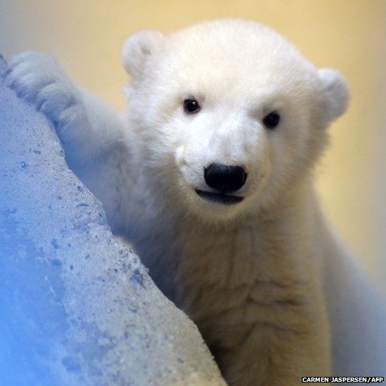 Day in pictures: 12 March 2014 - BBC News