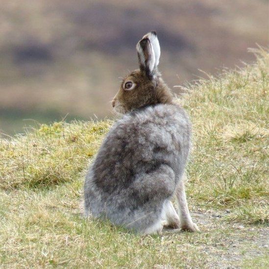 Arctic hare on the Rob Roy Way