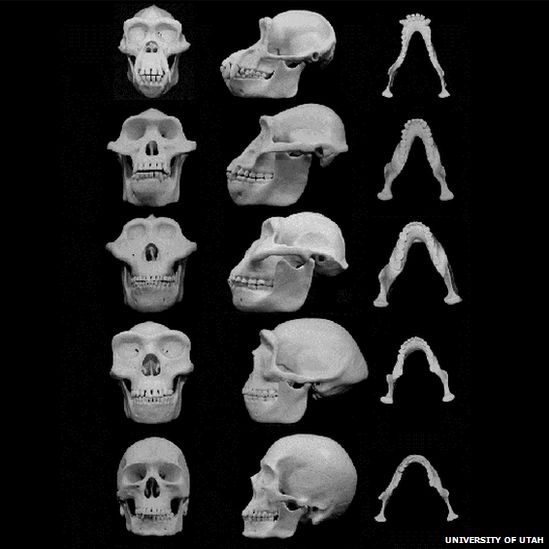 Human and ancestral skull reconstructions