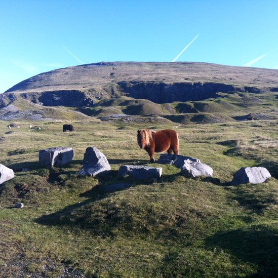 Pony on the Black Mountains