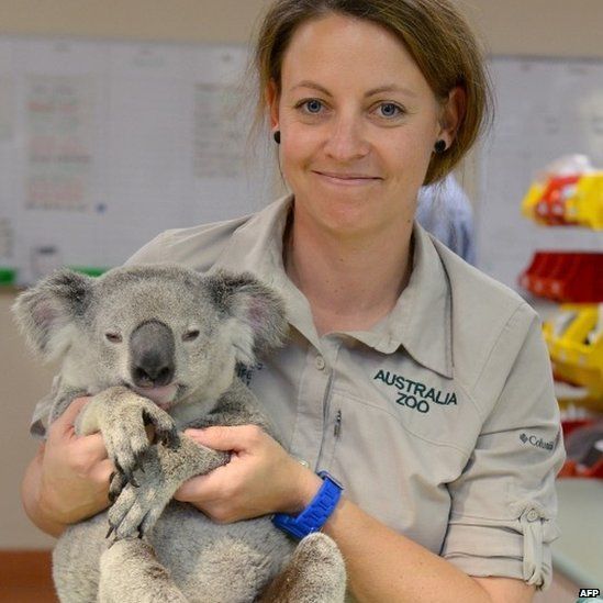 Timberwolf the koala receiving treatment at Australia Zoo