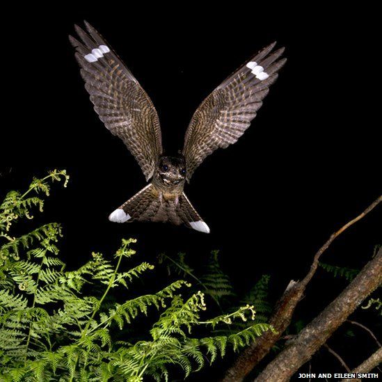 Nightjar in flight