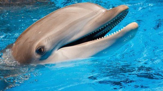 Dolphins are part of the family of toothed whales that includes orcas and pilot whales.