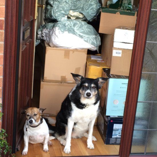 Laura Baynes' dogs with boxes