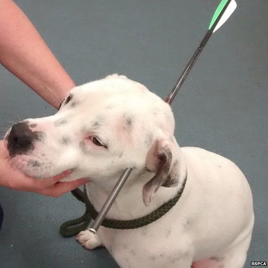 Ziggy the dog found with crossbow bolt in his skull