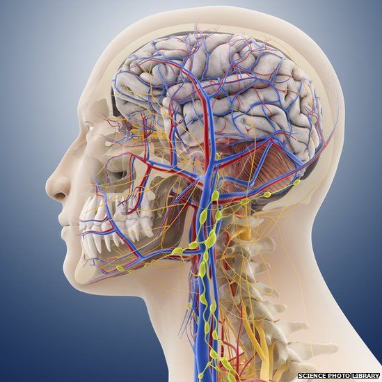 Veins and arteries in the brain