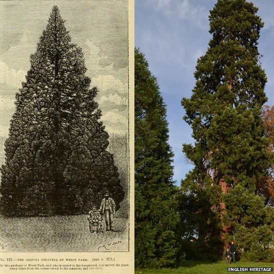 Wrest Park Christmas 2022 Oldest' Christmas Tree At Wrest Park To Be Decorated - Bbc News