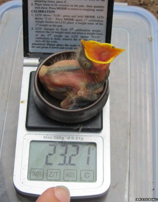 chick being weighed