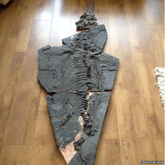 Fossil of ichthyosaur