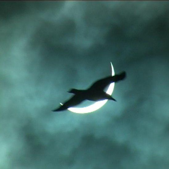 Seagull passing eclipse