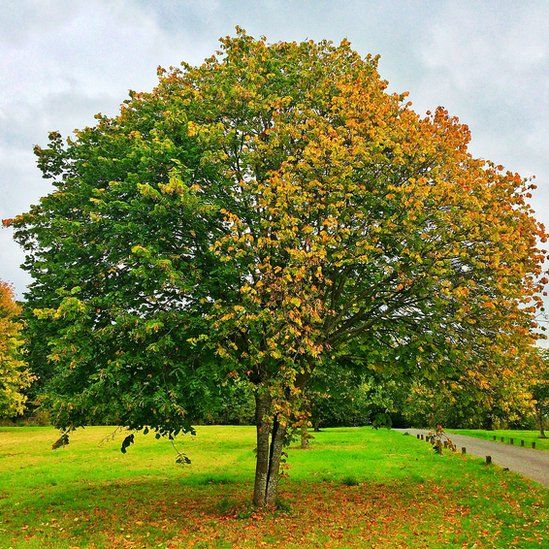 Tom Brown, from Hamilton, took this striking image of a tree in the grounds of Bothwell Castle.