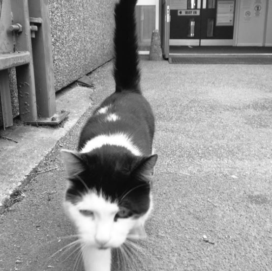 Cat outside a polling station