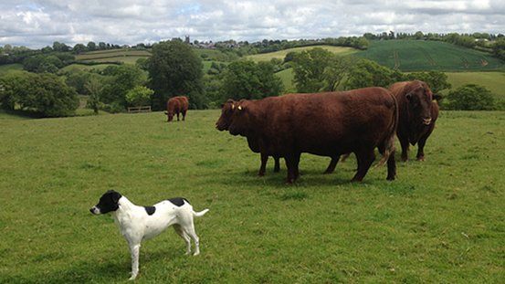 Cattle on farm near Tiverton, Devon