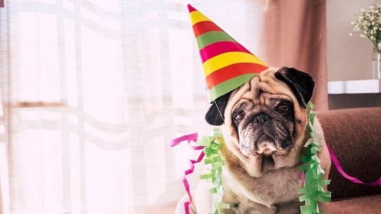 Perro celebrando su cumpleaños.